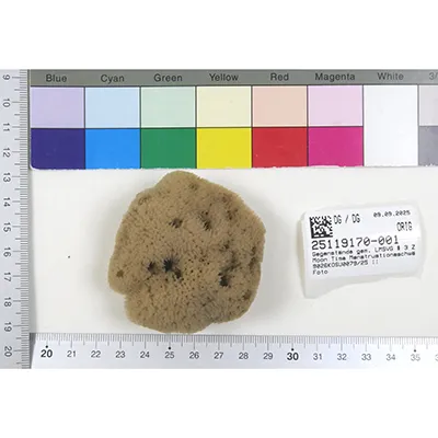 Wilde Urnatur - Éponges de soins intimes